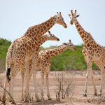 a group of giraffes standing around in the dirt