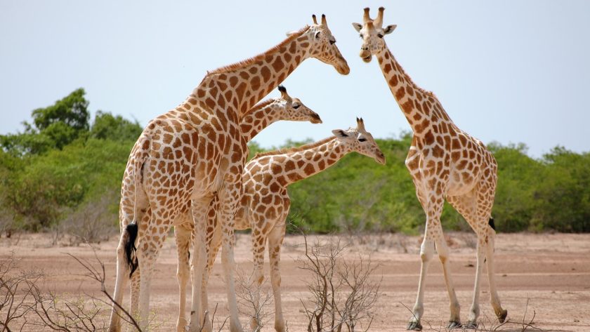 a group of giraffes standing around in the dirt