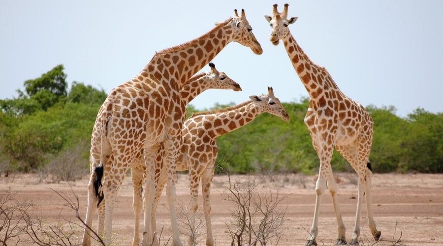 a group of giraffes standing around in the dirt